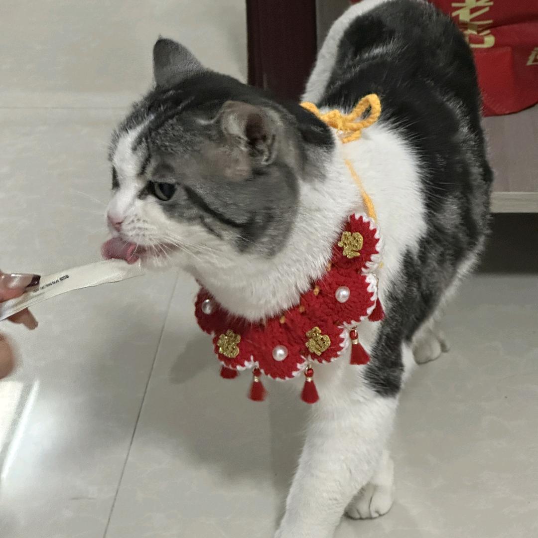 心碎莫扎特_