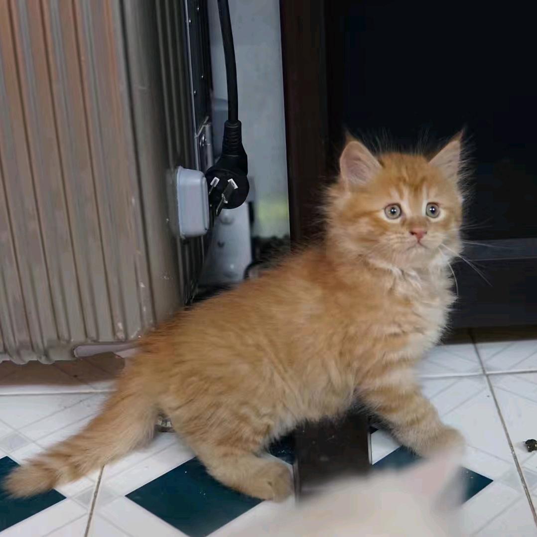 caesar