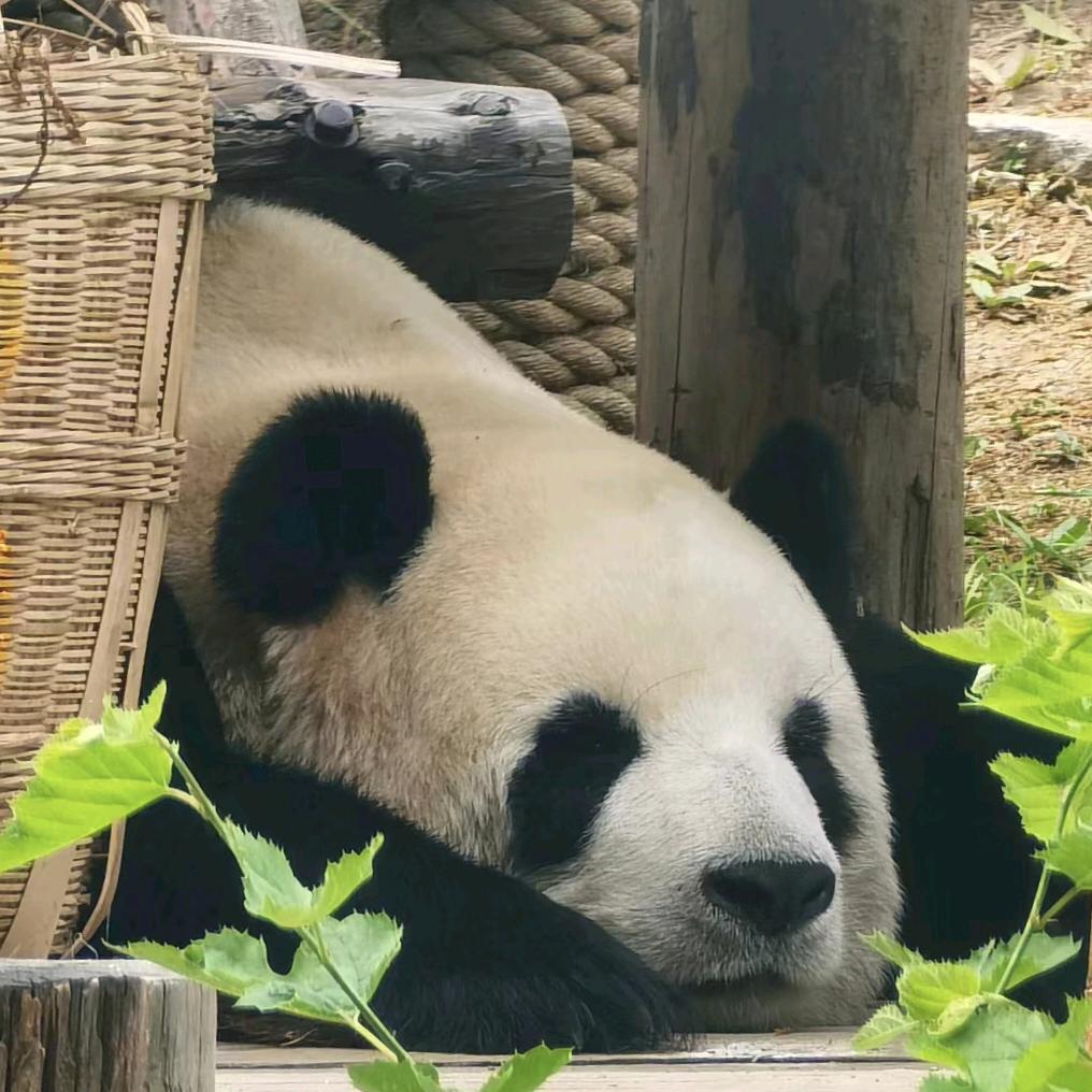奶茶猪