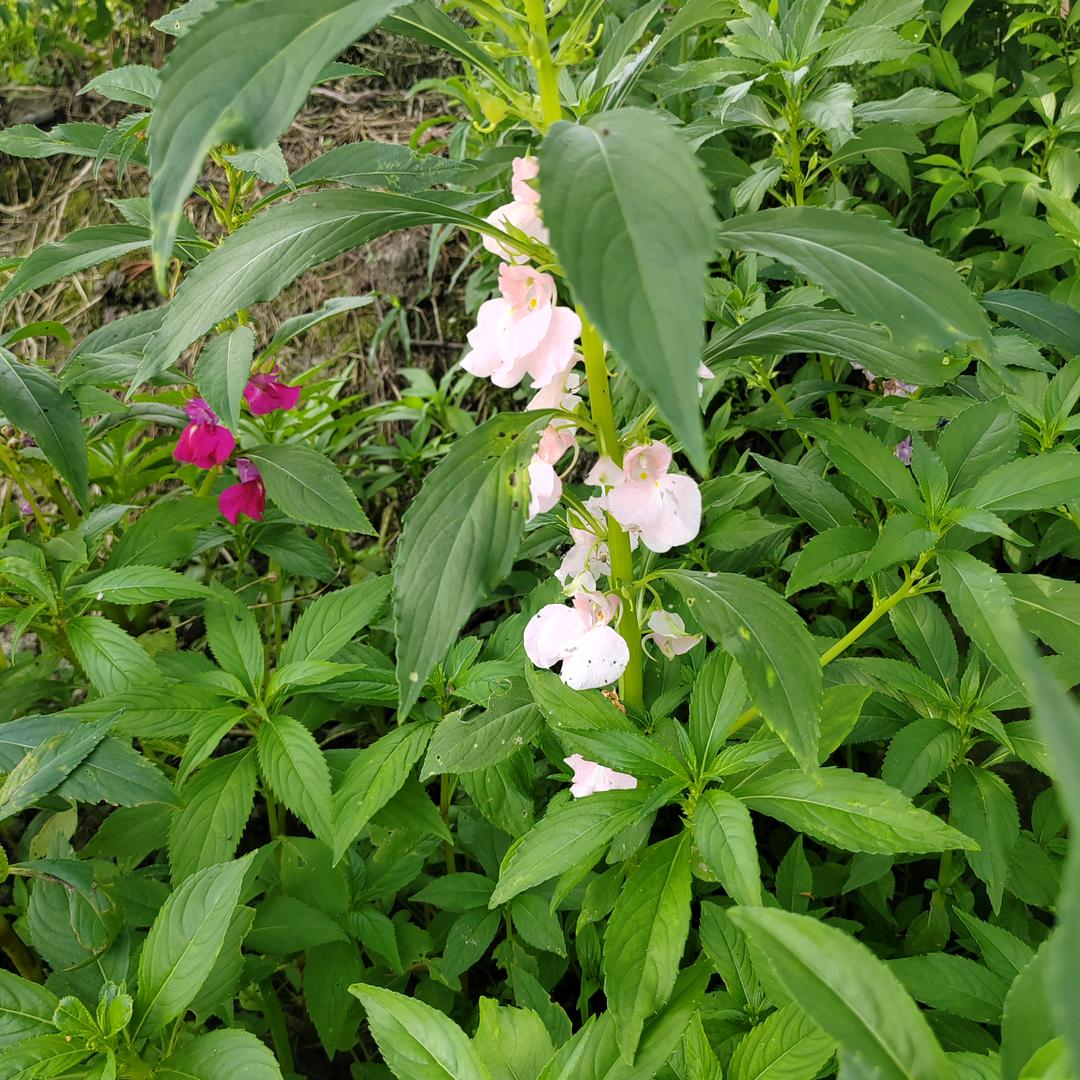 飞鹰