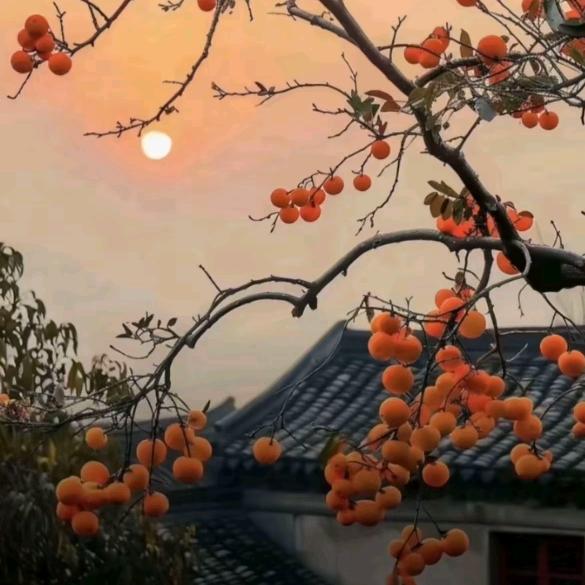 陌上初安