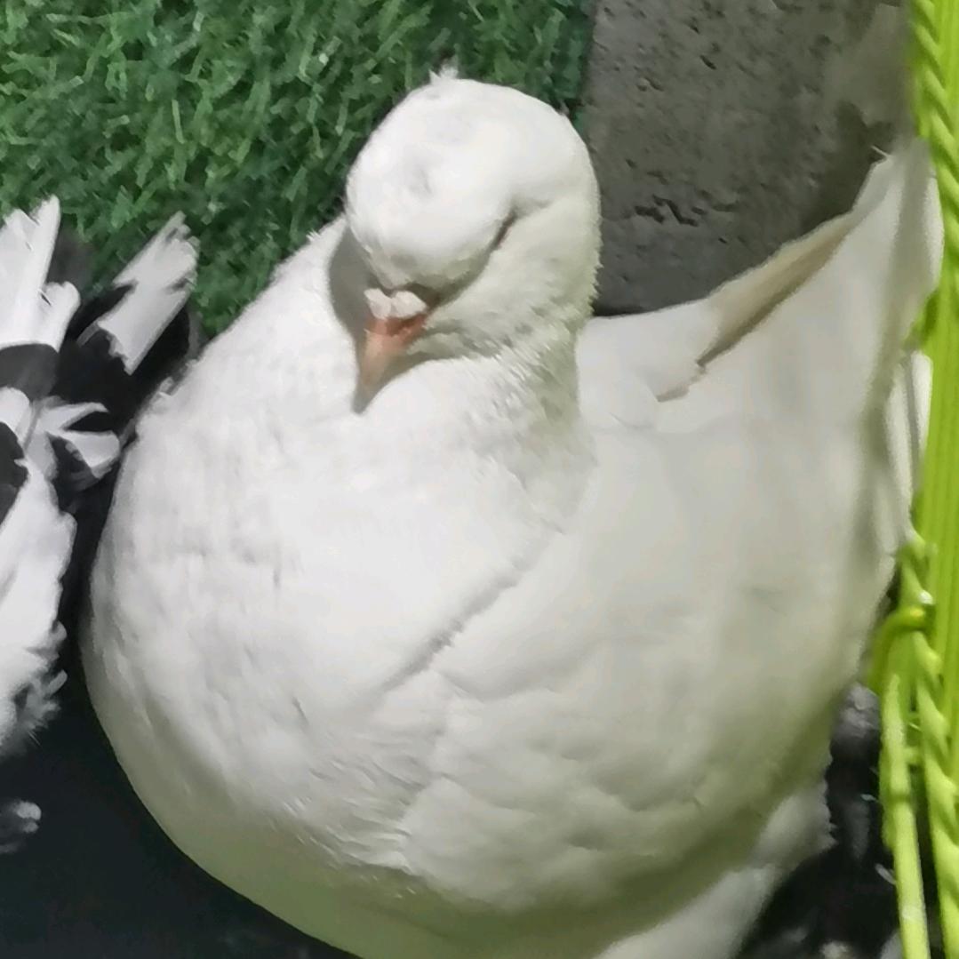 会芳大体元宝圆环养殖