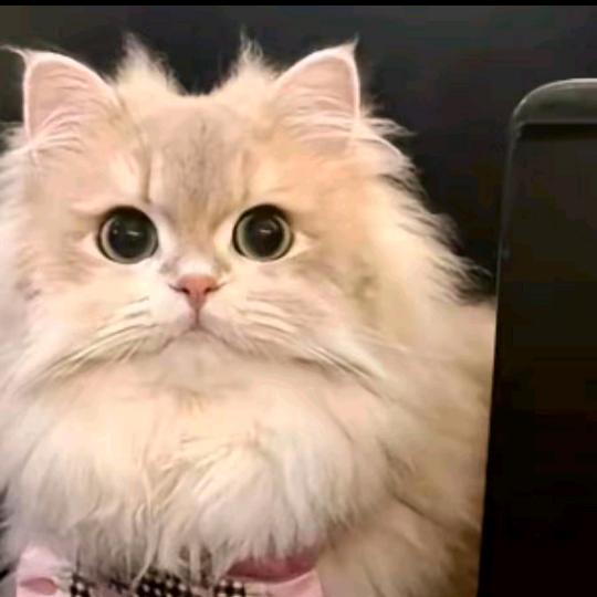 呆呆^O^.