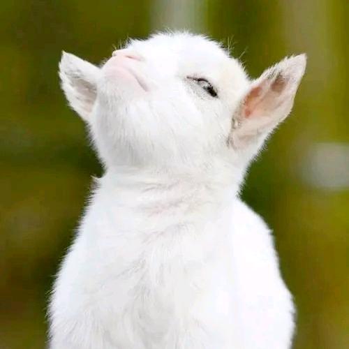 超级无敌苦瓜大王