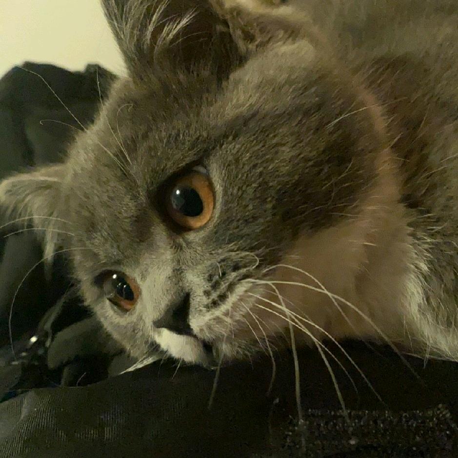 我看你像头猪