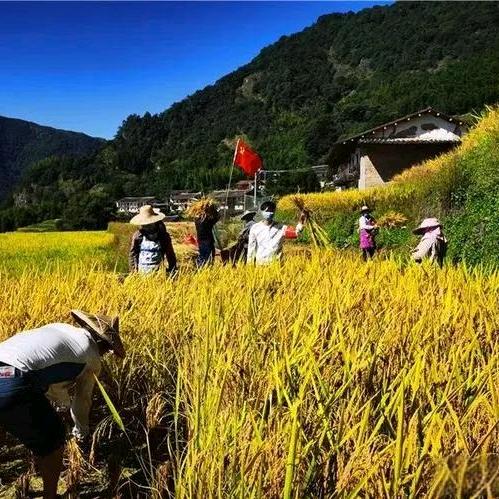 太行山乡土优选