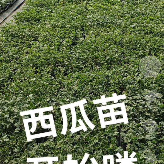 萃伊蔓花卉坊