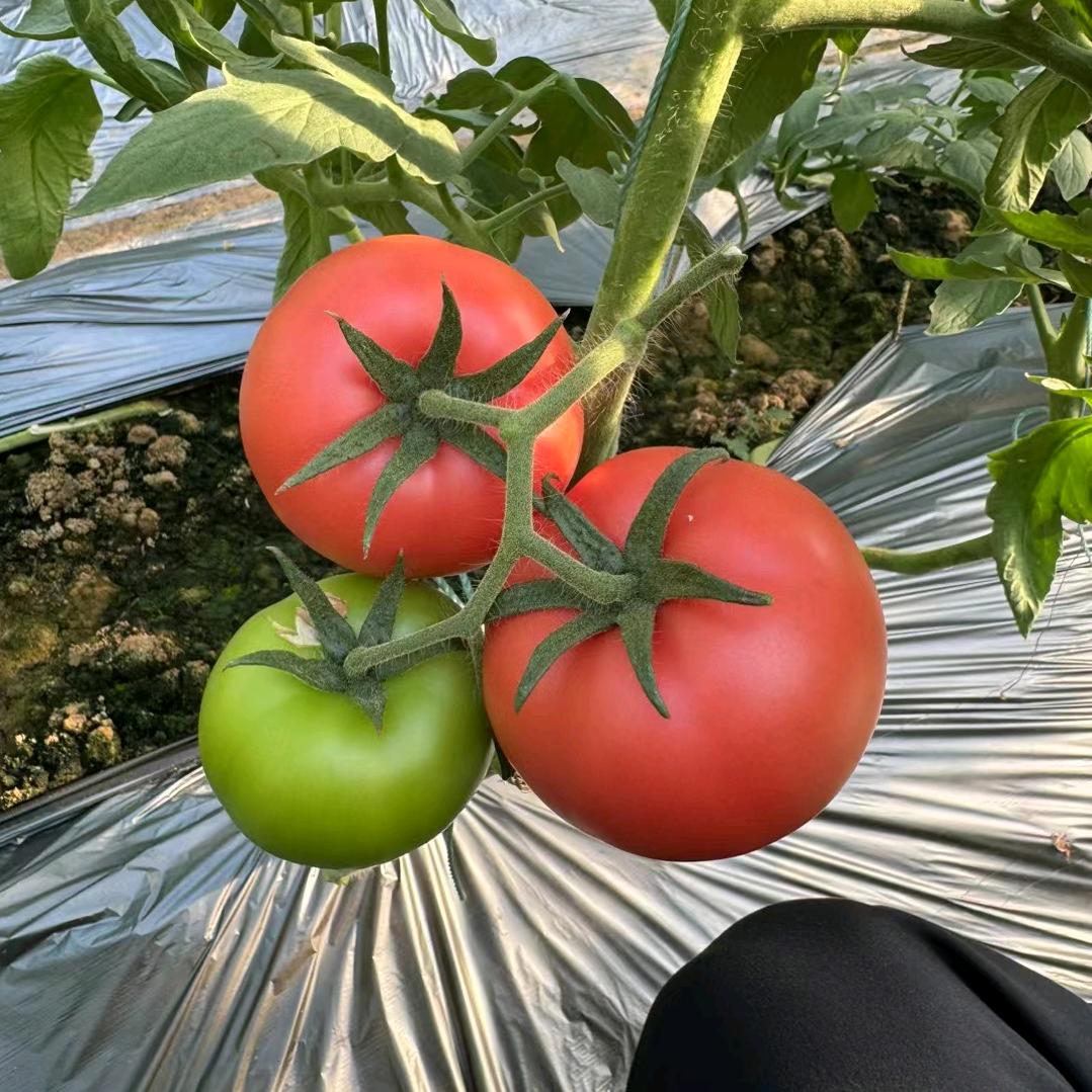 Sagittarius  学农80后