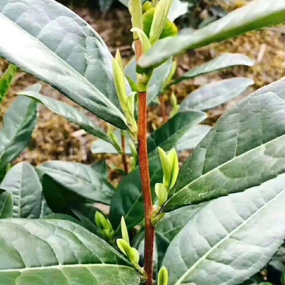 叁六發