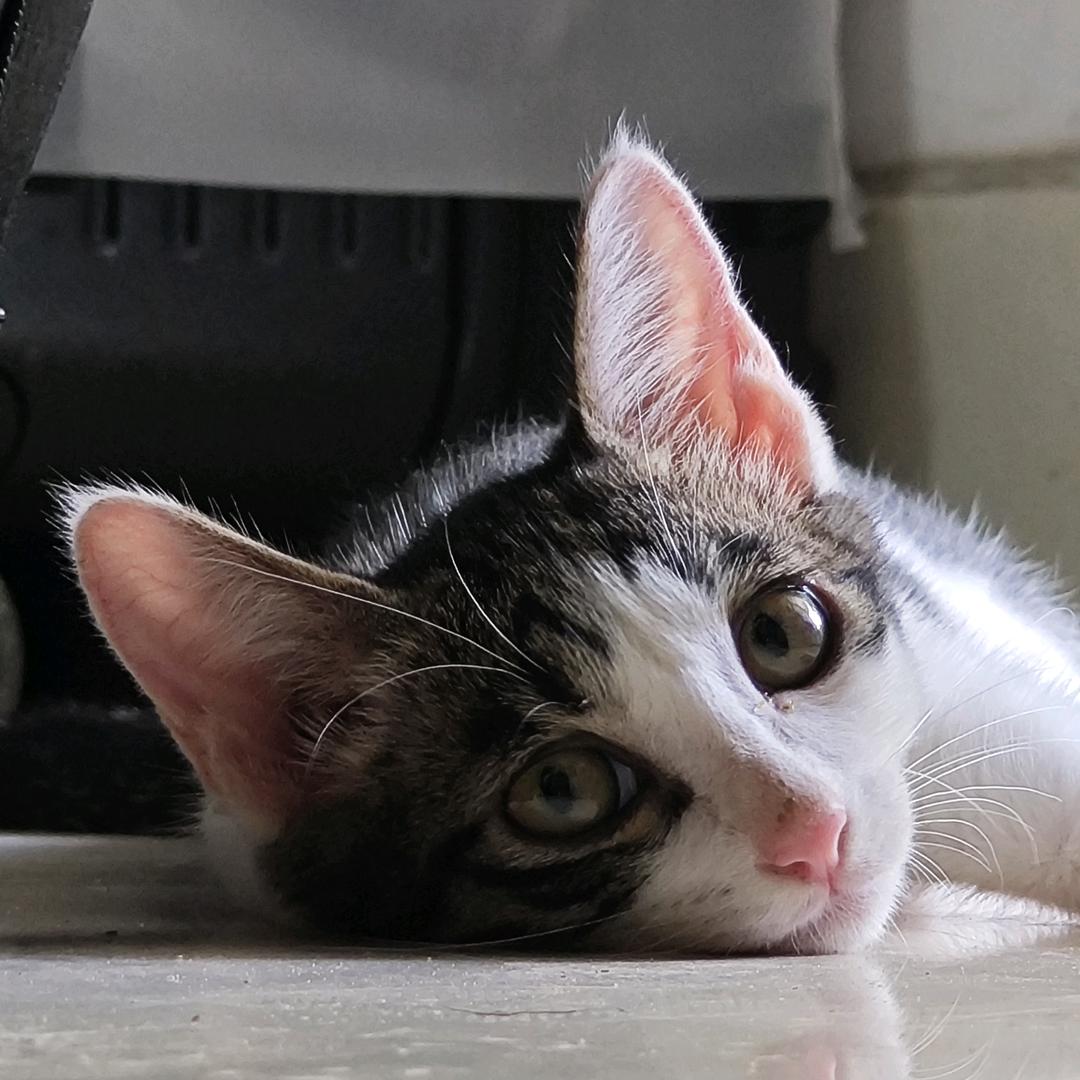 开心的橙色修猫咪