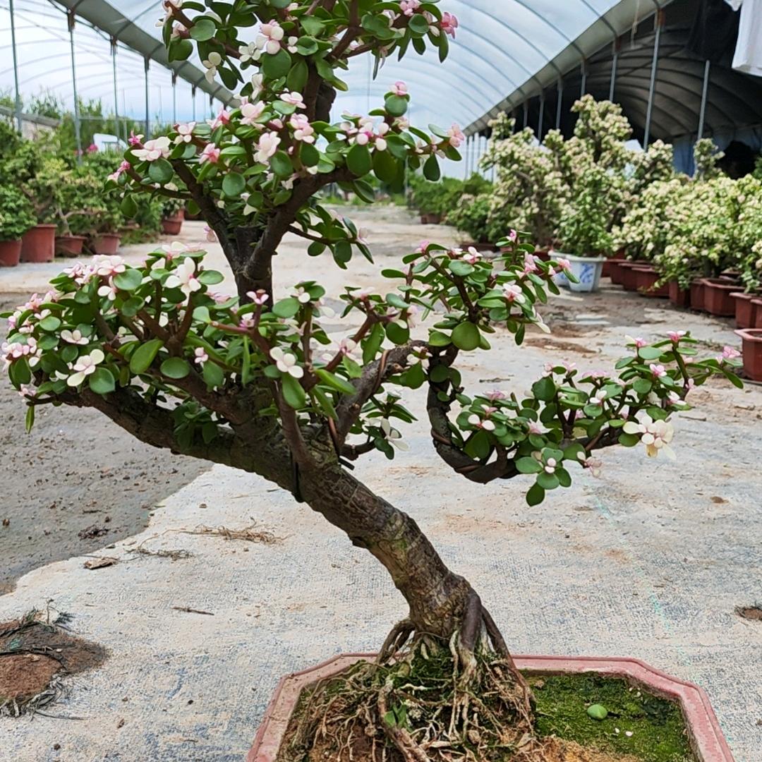 荣聚盆景