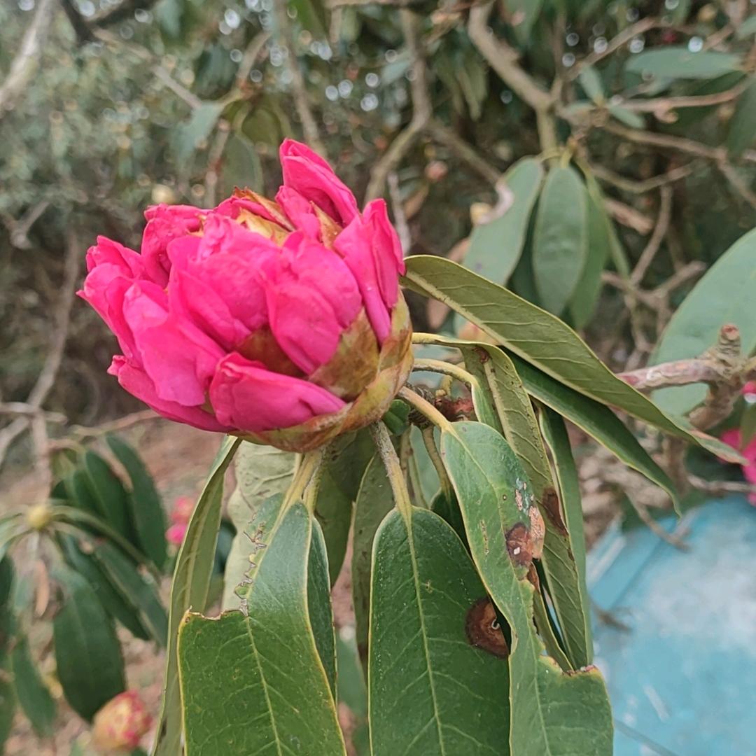 🌼淡然处事