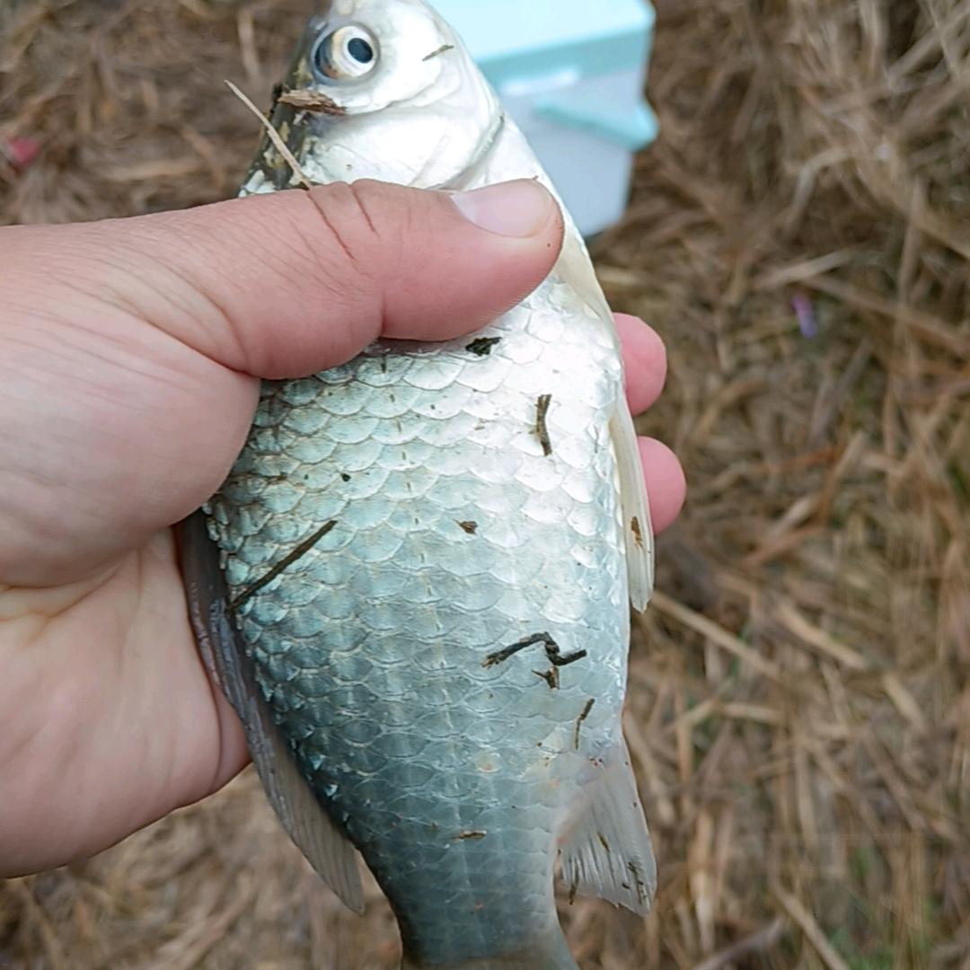 苍溪-煌冠钓场~黑坑