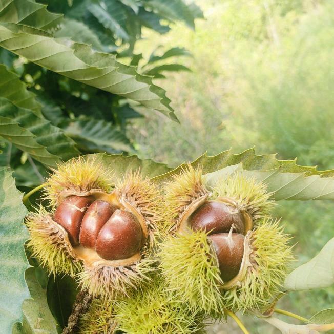 千亩板栗种植（茹菓分筑）