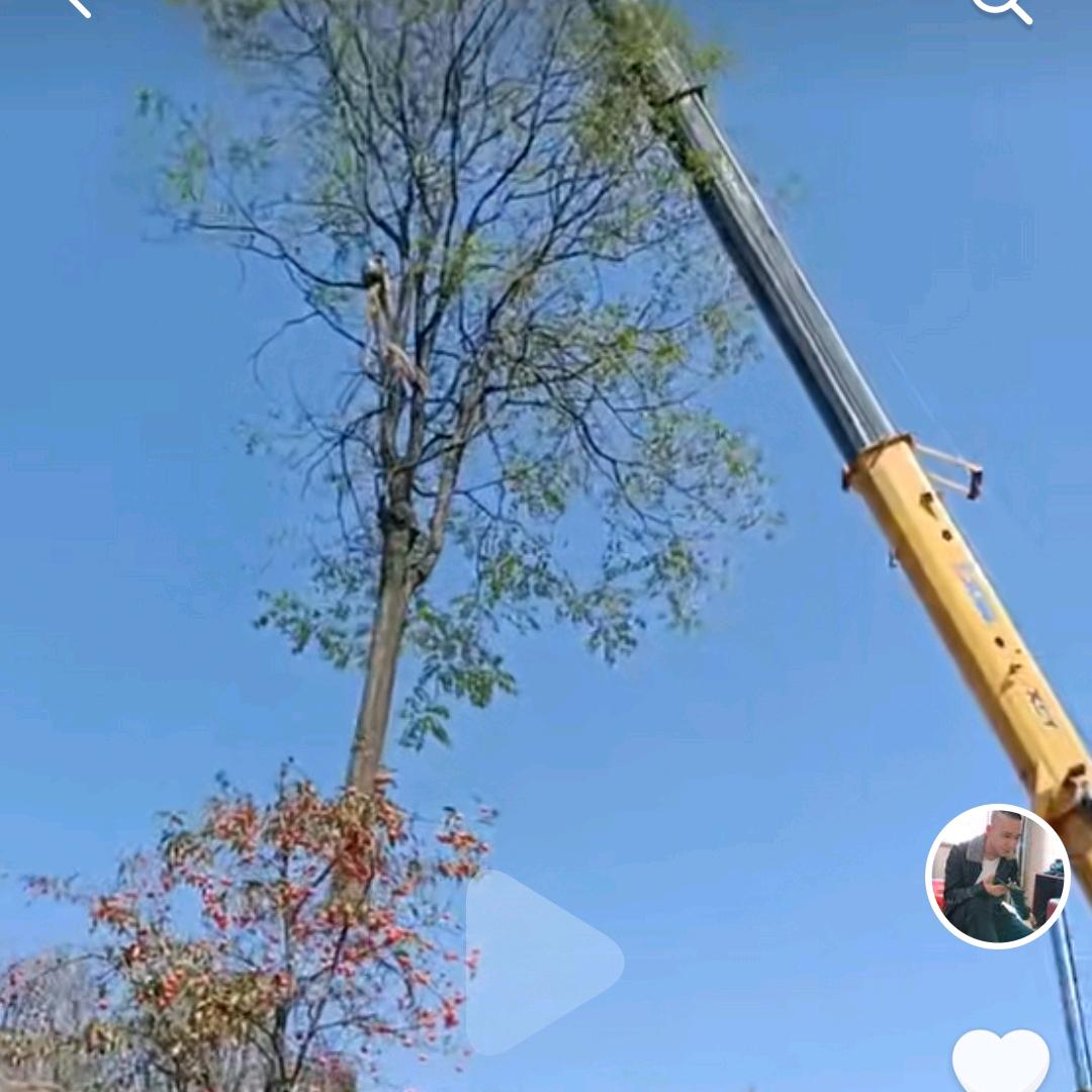 西安光头强专业伐树小韩