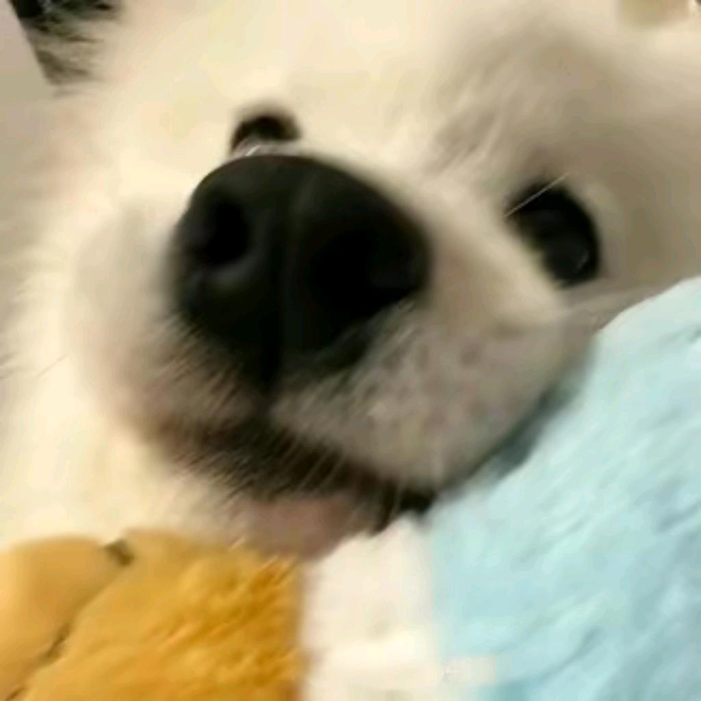 睡不醒🐬