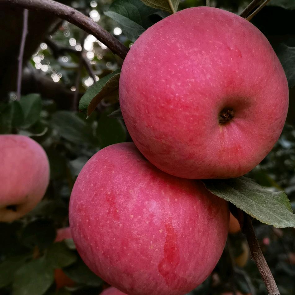 苹果🍎