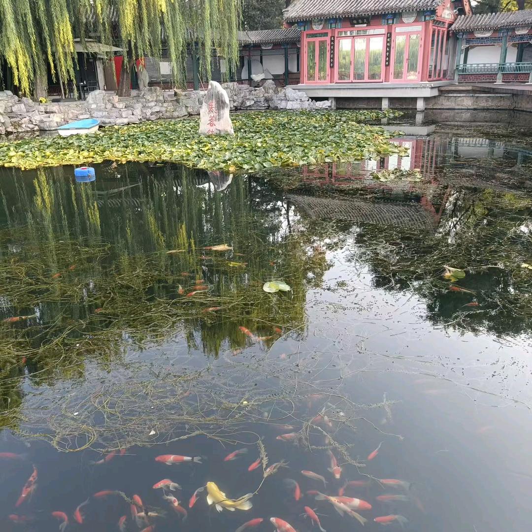 代梦研