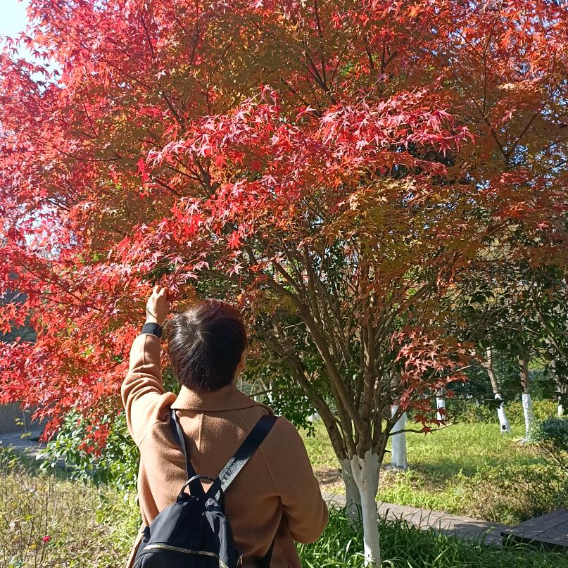 云朵🌸🌸