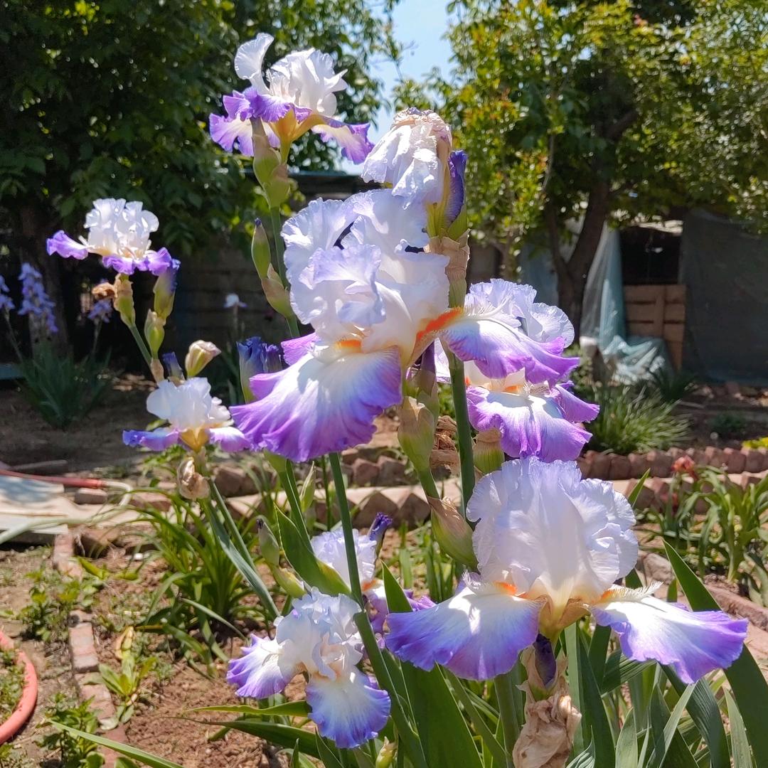 德国、西伯利亚鸢尾批发