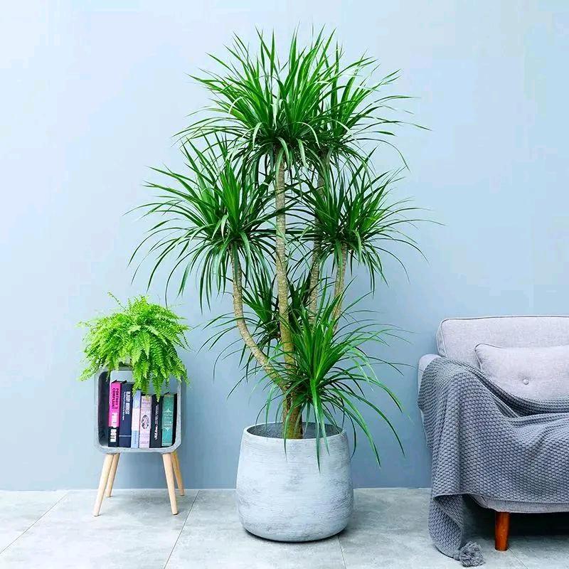 泽汐绿植园艺