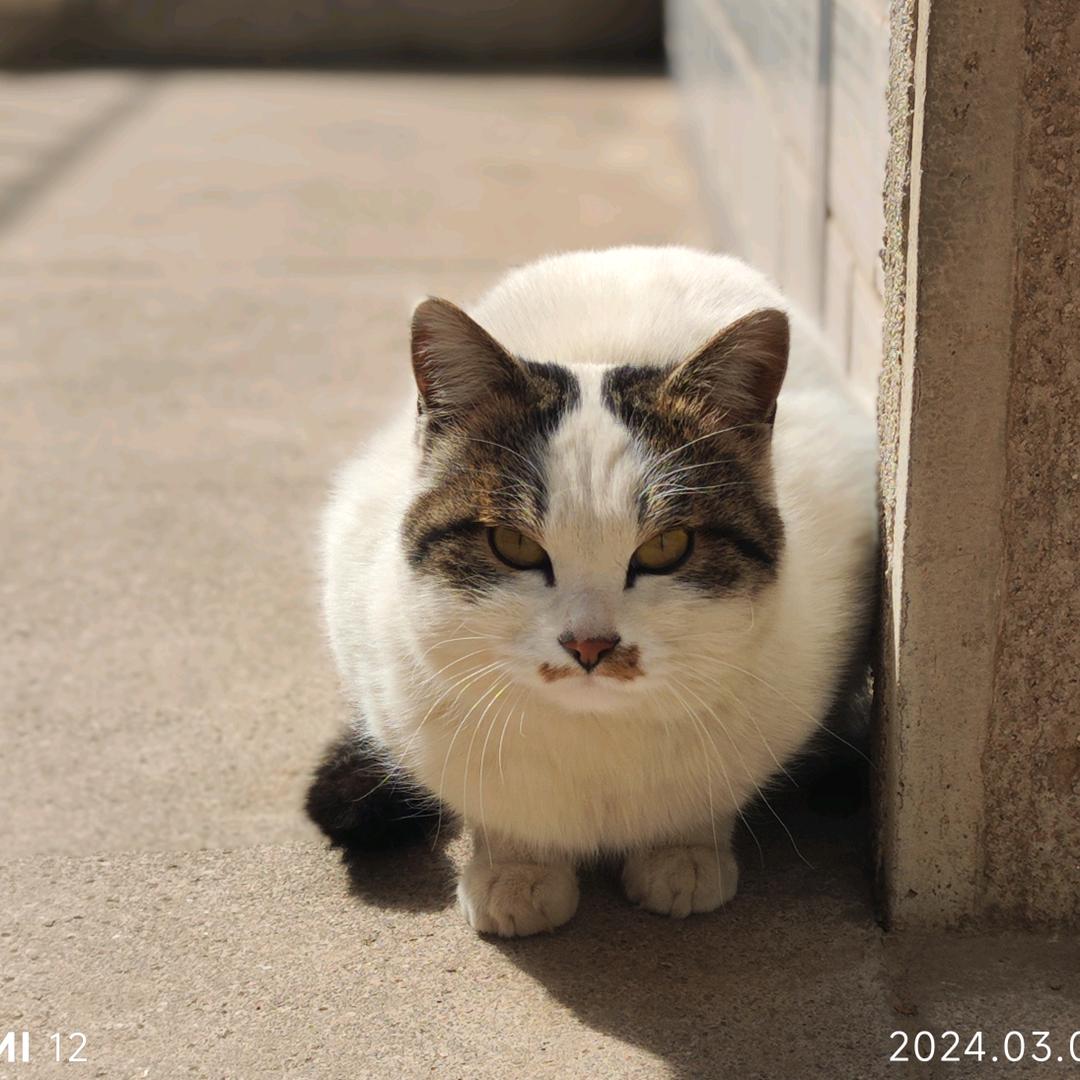 农村-田园猫