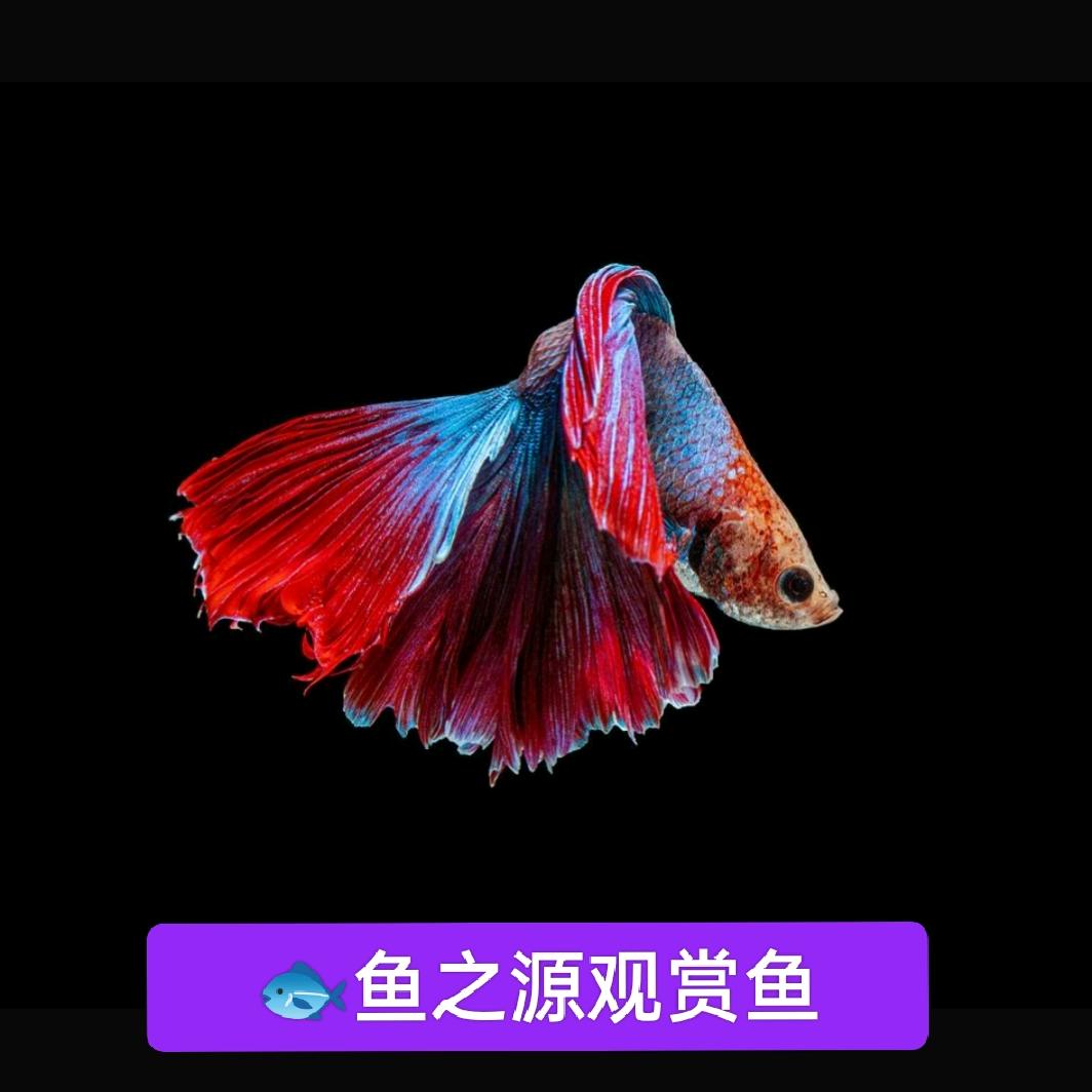 鱼之源之家