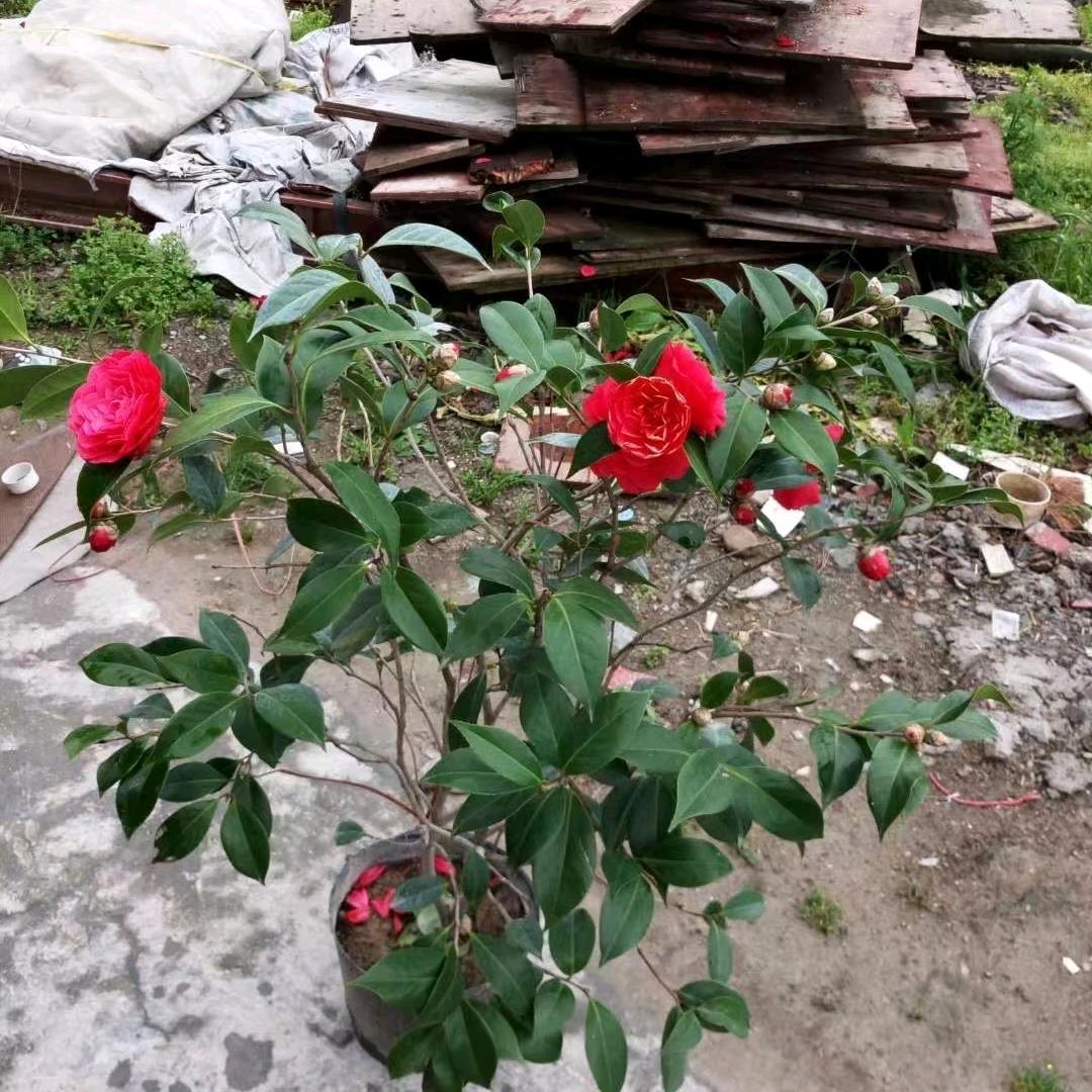 希望明天更好