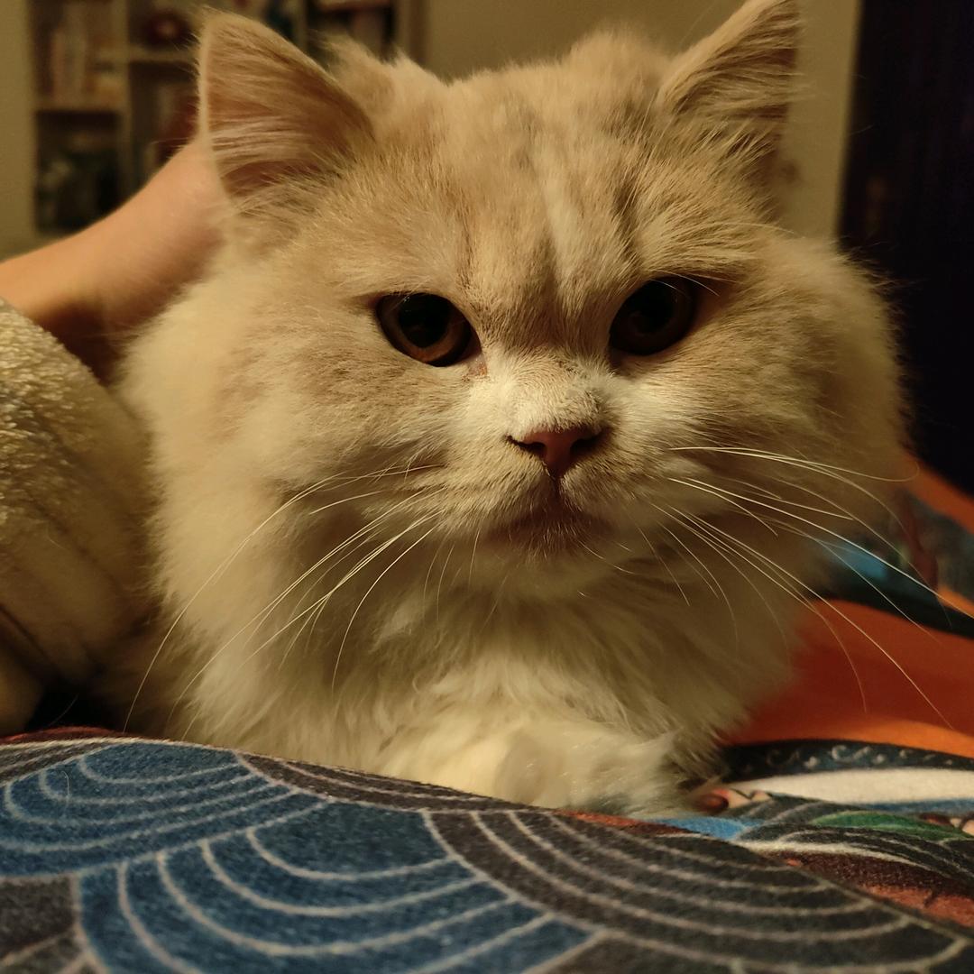 罗同学（三角洲行动）