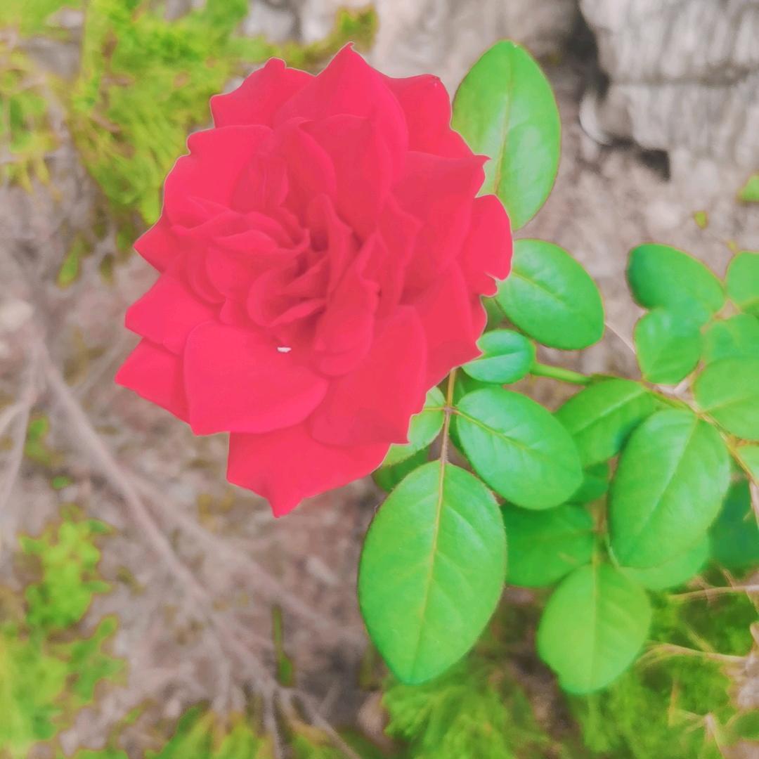 欢天喜地