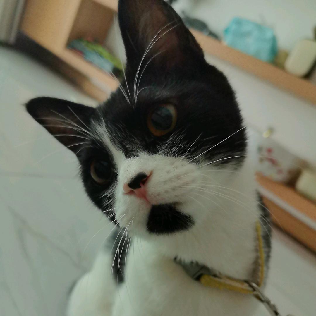 吉他🎸女人👩猫🐱