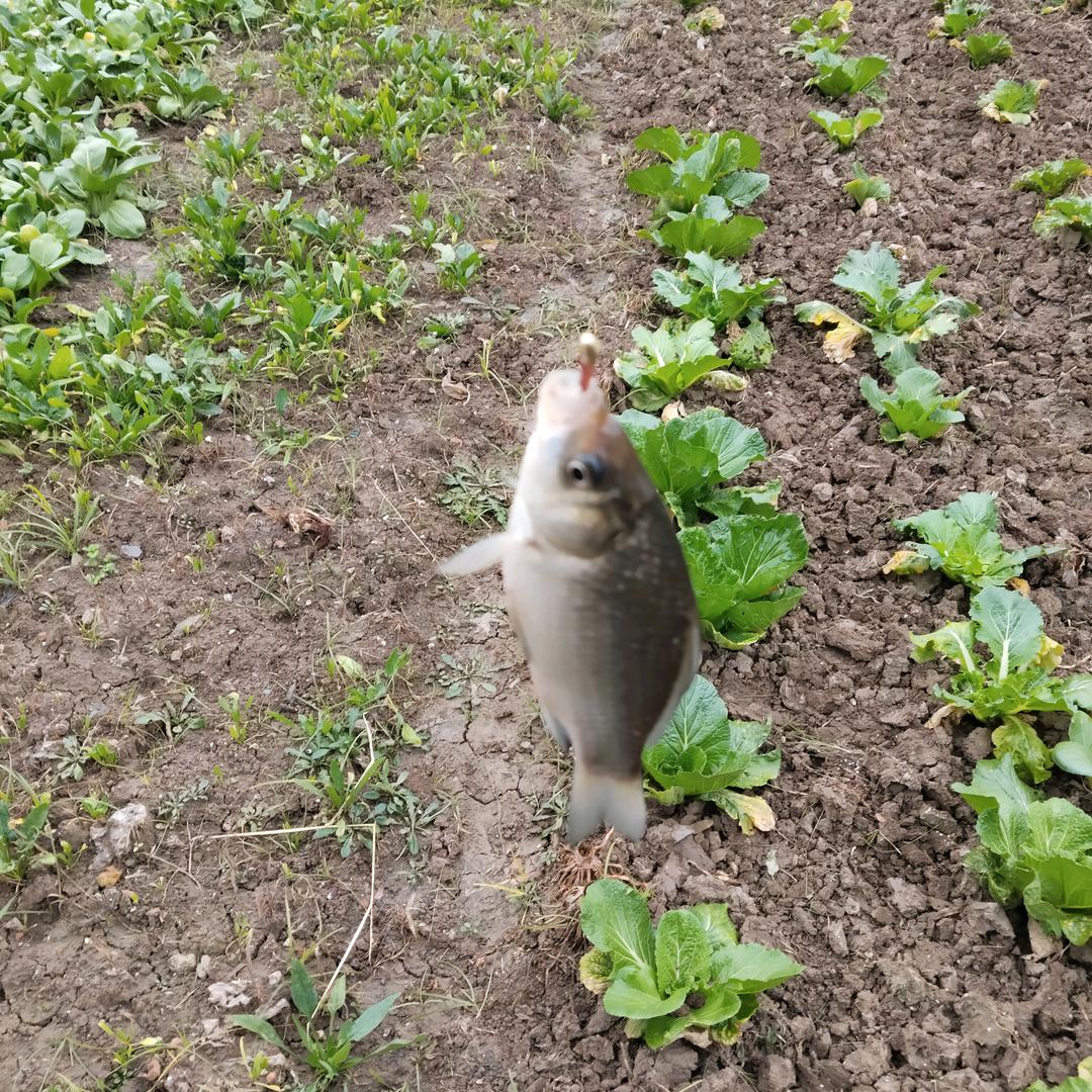 野外钓鱼新手
