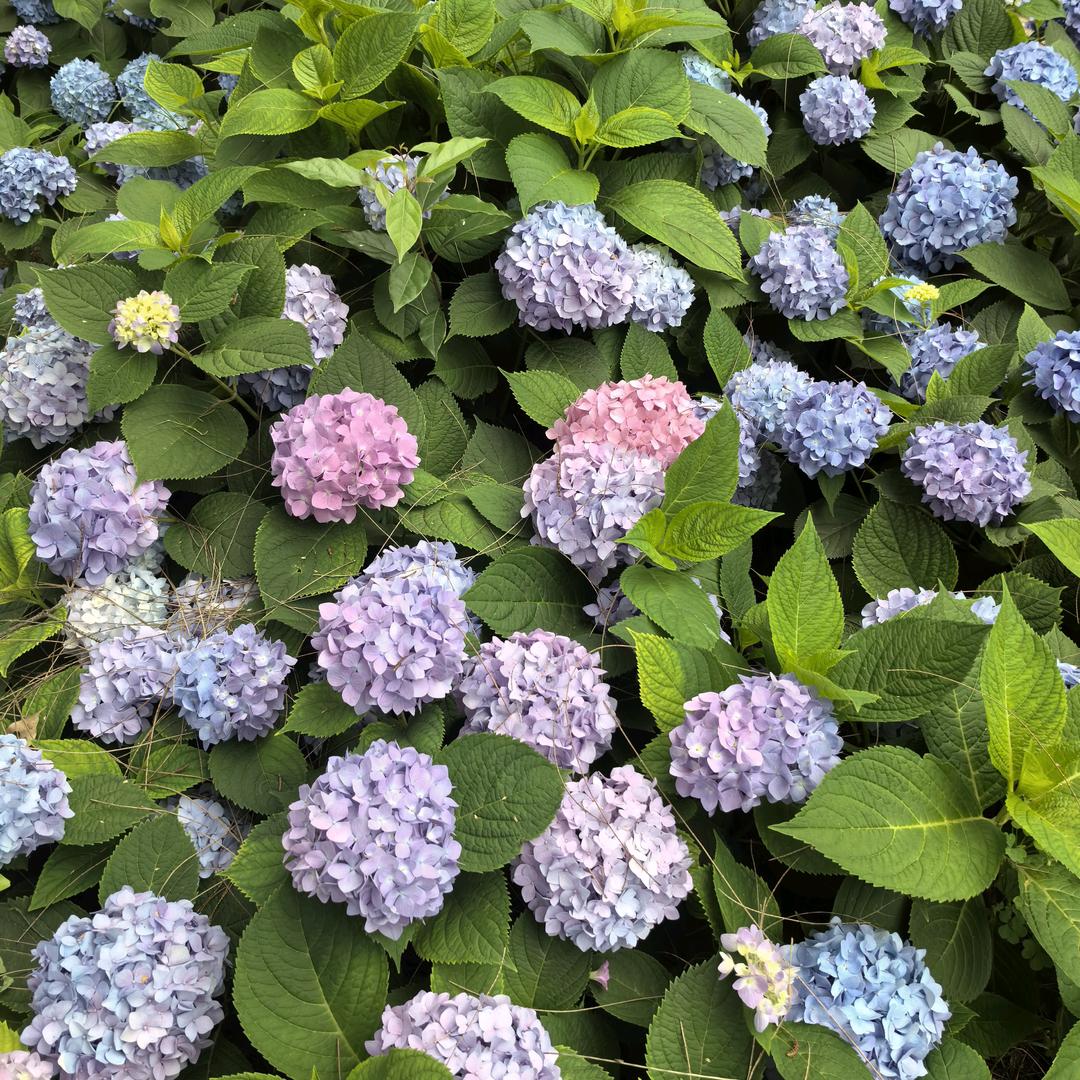 👑浮萍