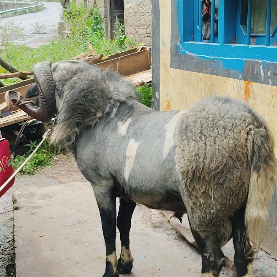 研究新一代羊王