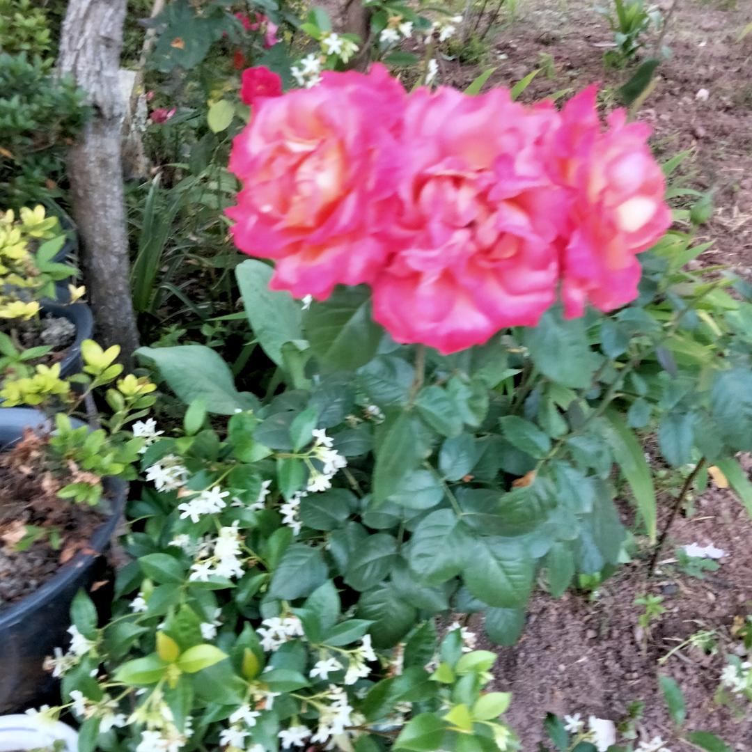 吴洪菊
