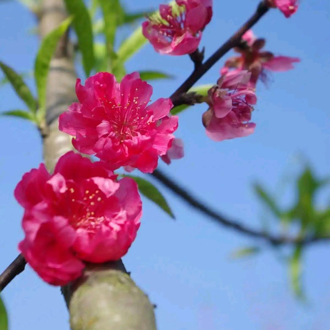 小花