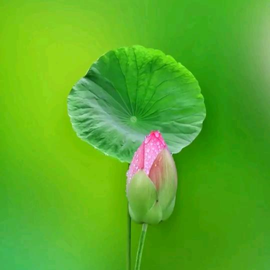 枫叶荻花头像