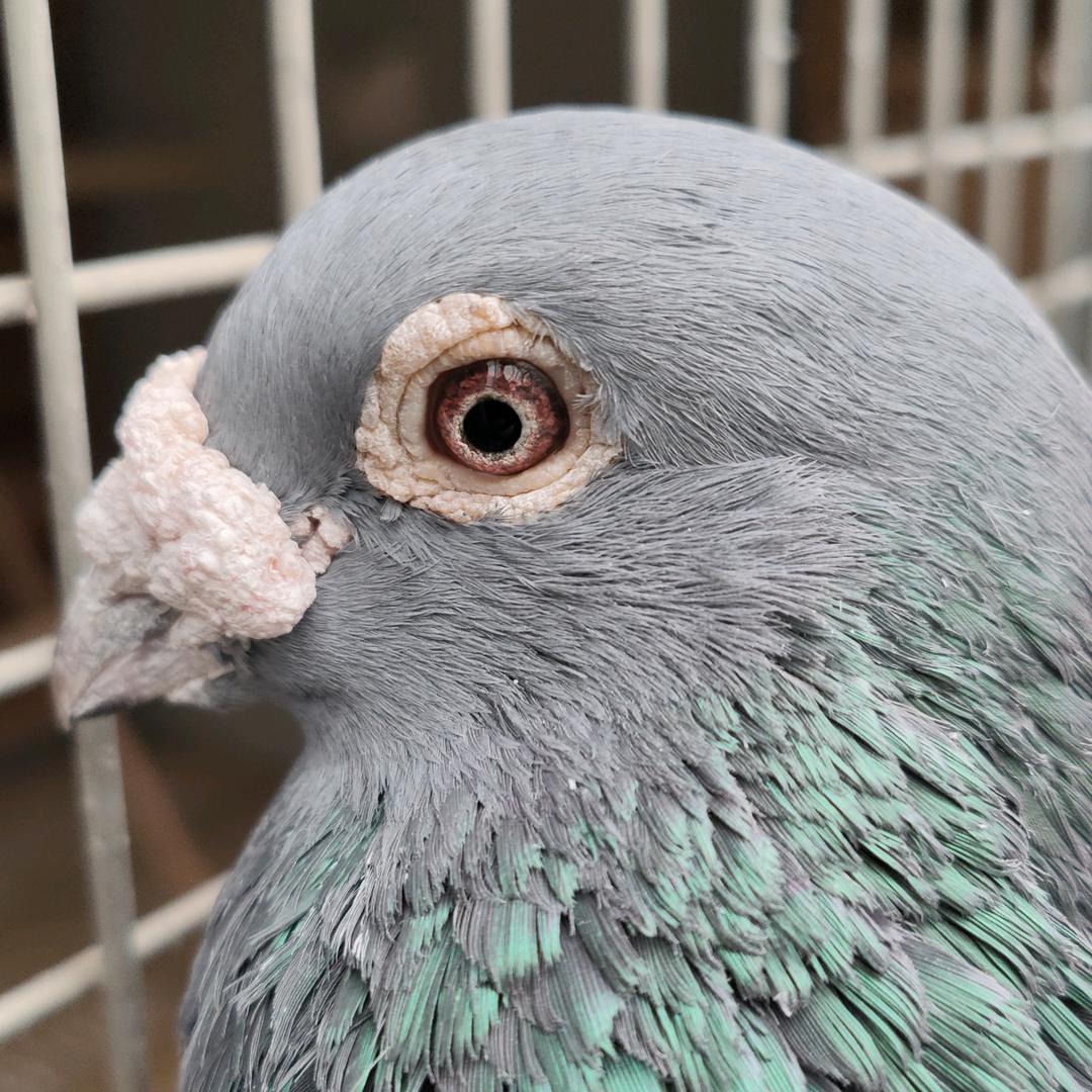 东利赛鸽大鼻子之家