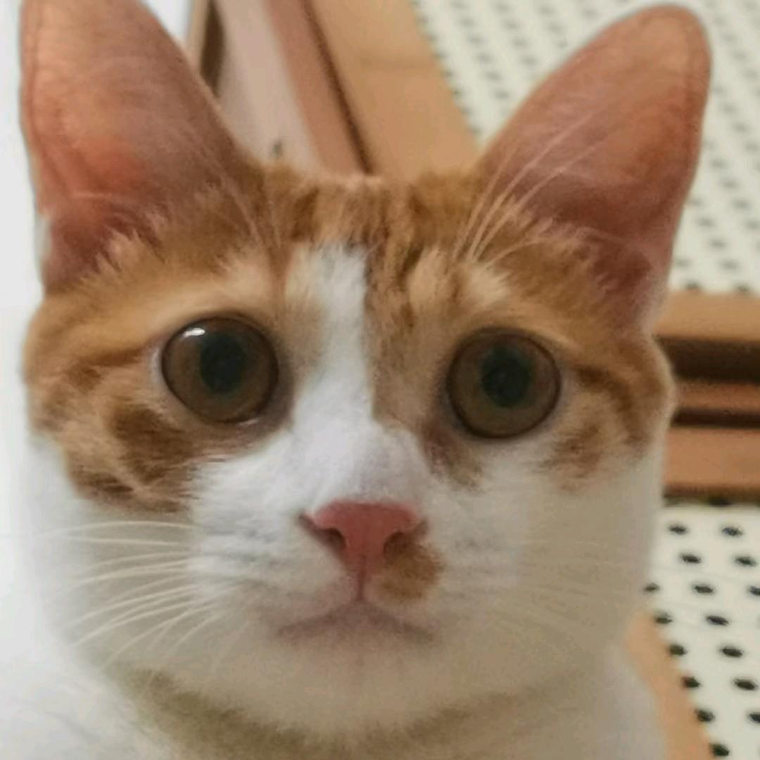 陈续缘