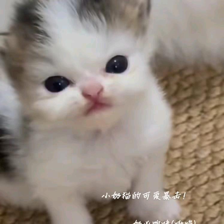 習觀侑妳