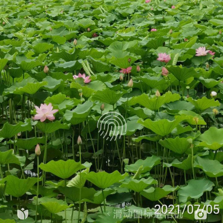 开心姐