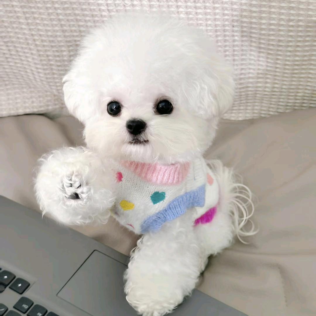 悠米家萌宠🐶（直播号）