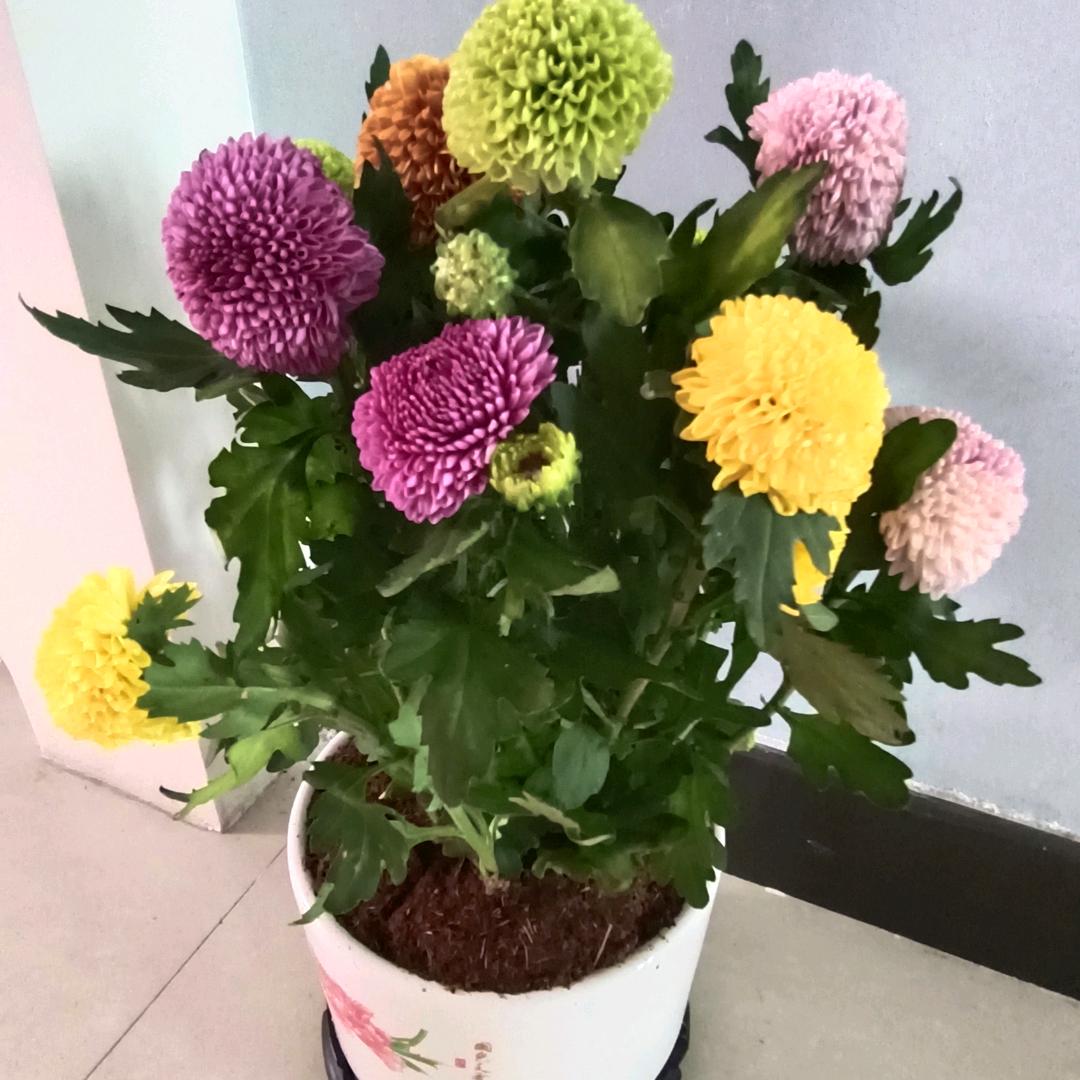 栀夏暖阳