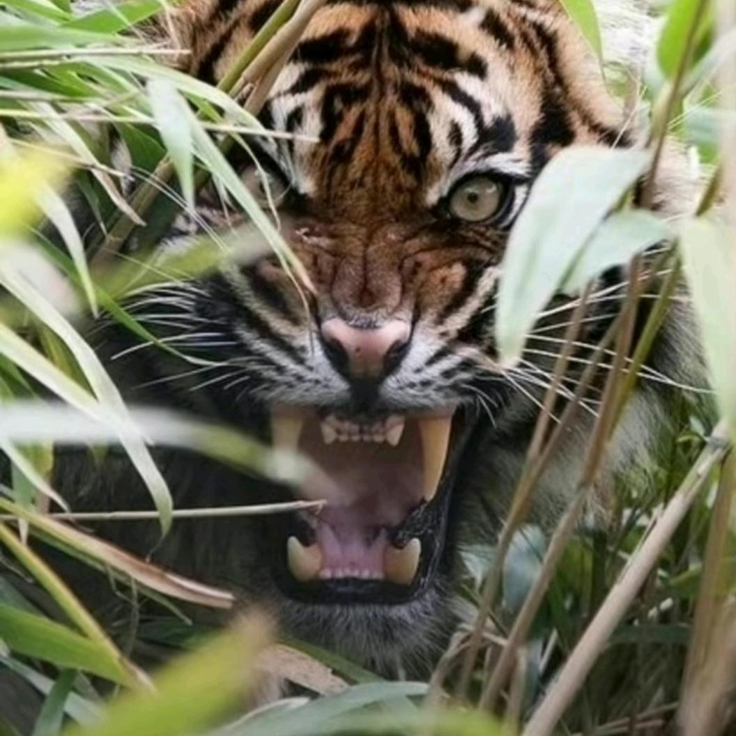 龙。