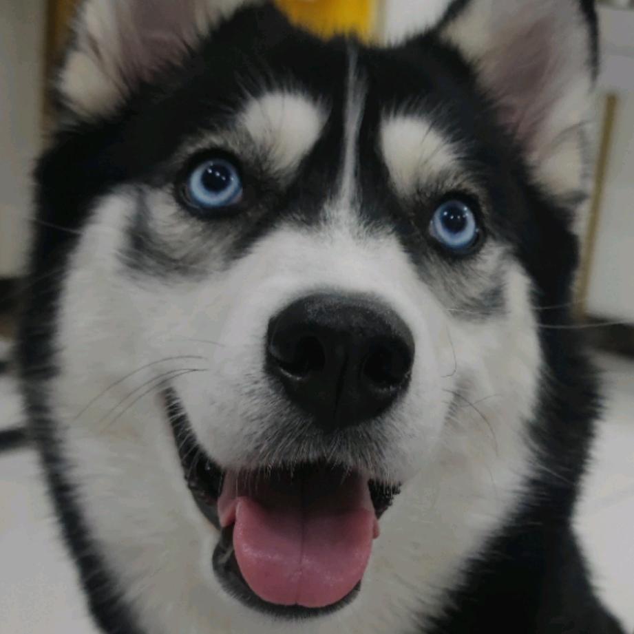 二哈陈开单