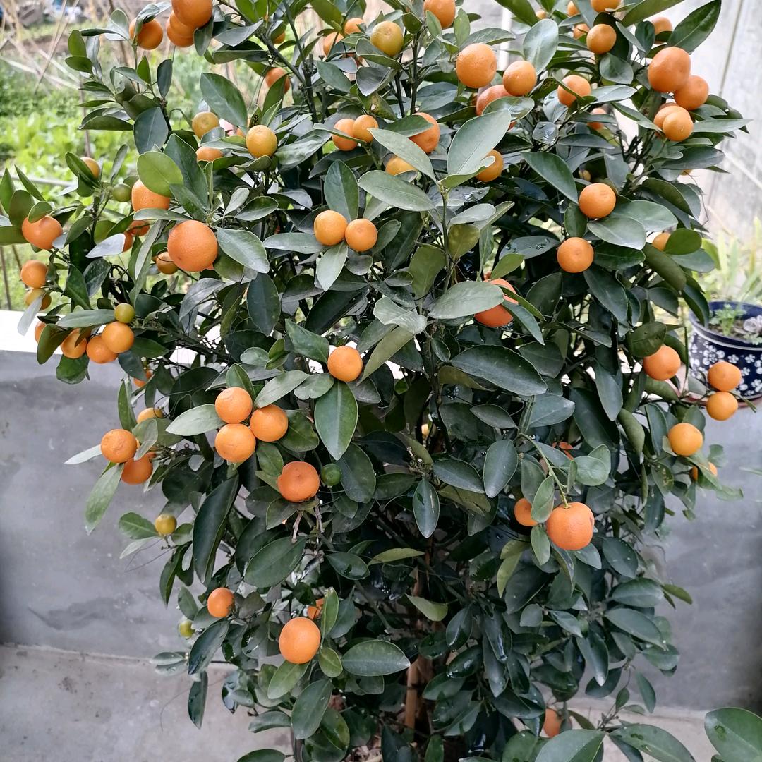 时代歌精选