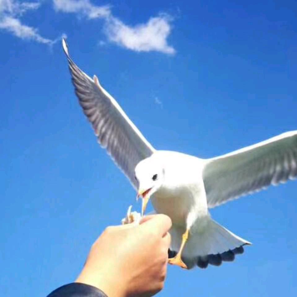 小    阿    哥   %