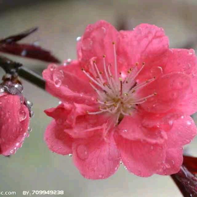 红梅haw