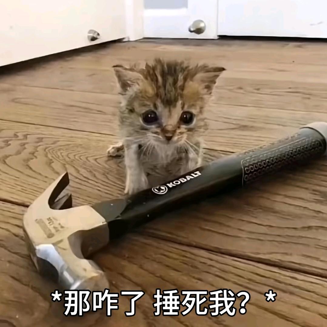 江心屿