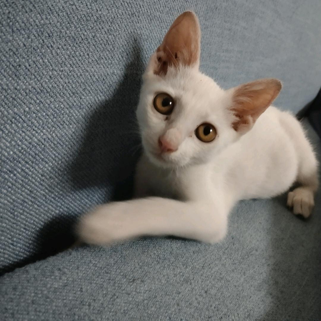 玥上白